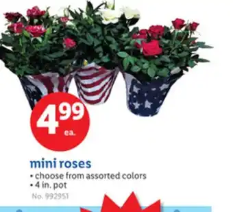 Lidl mini roses offer