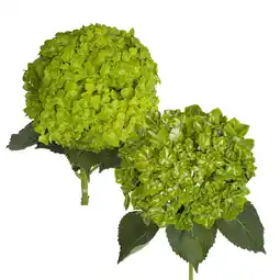 Walmart Hydrangeas - 12 Stems of Assorted Emerald, Farm Direct, Fresh Cut Flowers by Bloomingmore offer