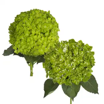 Walmart Hydrangeas - 12 Stems of Assorted Emerald, Farm Direct, Fresh Cut Flowers by Bloomingmore offer