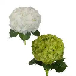 Walmart Bloomingmore Fresh Cut Flowers, 30 Hydrangeas White offer