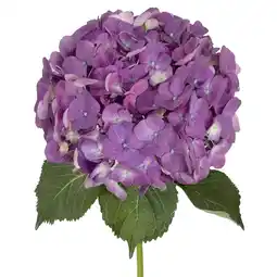 Walmart Hydrangeas 12 stems of Elite Purple Farm Direct Fresh Cut Flowers by Bloomingmore offer