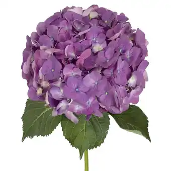 Walmart Hydrangeas 12 stems of Elite Purple Farm Direct Fresh Cut Flowers by Bloomingmore offer