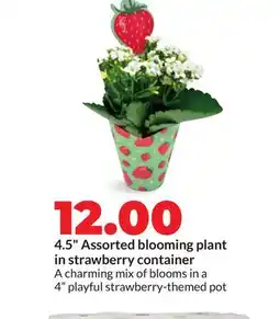 Hy-Vee 4.5 Assorted blooming plant in strawberry container offer