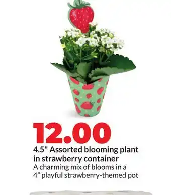 Hy-Vee 4.5 Assorted blooming plant in strawberry container offer