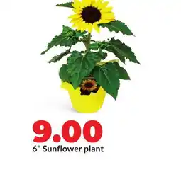 Hy-Vee 6 Sunflower plant offer