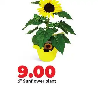 Hy-Vee 6 Sunflower plant offer