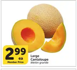 Albertsons Large Cantaloupe offer