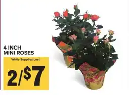 Food Lion 4 Inch Mini Roses offer
