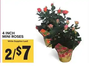 Food Lion 4 Inch Mini Roses offer