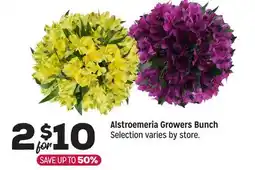 Grocery Outlet Alstroemeria Growers Bunch offer