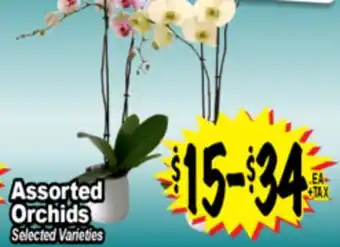 Superior Grocers Assorted Orchids offer