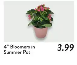 Fresh Thyme 4 Bloomers in Summer Pot offer