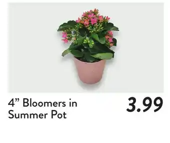 Fresh Thyme 4 Bloomers in Summer Pot offer