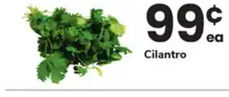ACME Cilantro offer