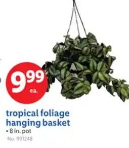 Lidl tropical foliage hanging basket offer