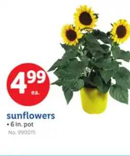 Lidl sunflowers offer