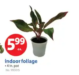 Lidl indoor foliage offer