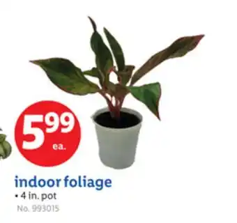 Lidl indoor foliage offer