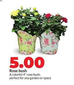 Hy-Vee Rose bush offer