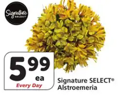 Albertsons Signature SELECT Alstroemeria offer