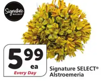Albertsons Signature SELECT Alstroemeria offer