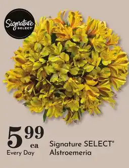 Pavilions Signature SELECT Alstroemeria offer
