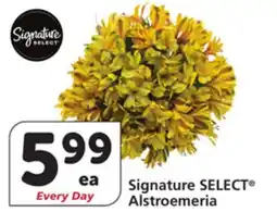 Vons Signature SELECT Alstroemeria offer