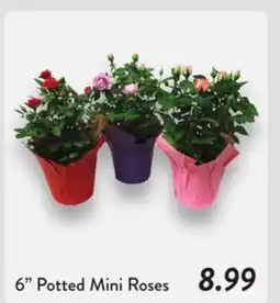 Fresh Thyme 6 Potted Mini Roses offer