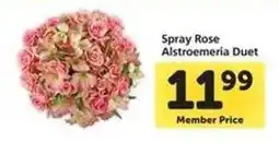 Safeway Spray Rose Alstroemeria Duet offer
