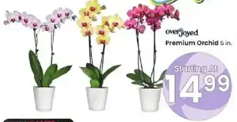 Albertsons Premium orchid offer