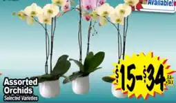 Superior Grocers Assorted Orchids offer