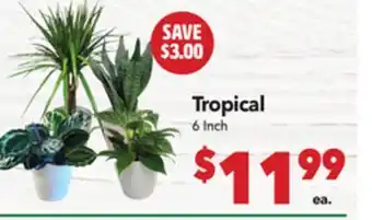 Vallarta Supermarkets Tropical offer