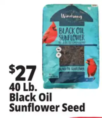 Ocean State Job Lot Black Oil Sunflower Seeds 40 lbs offer