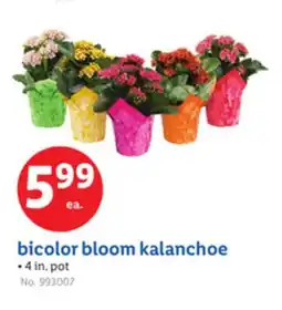 Lidl bicolor bloom kalanchoe offer