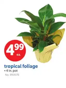 Lidl tropical foliage offer