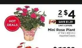 ShopRite Mini Rose Plant offer