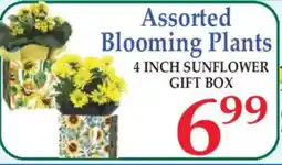 Market Basket Assorted Blooming Plants offer