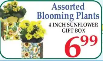 Market Basket Assorted Blooming Plants offer