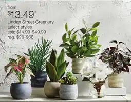 JC Penney Linden Street Greenery offer