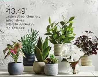 JC Penney Linden Street Greenery offer