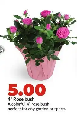 Hy-Vee 4 Rose bush offer