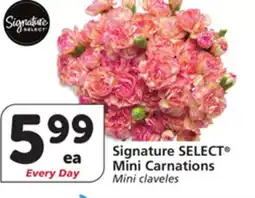 Vons Signature SELECT Mini Carnations offer