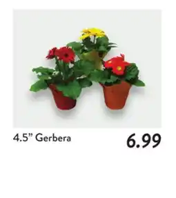 Fresh Thyme 4.5 Gerbera offer