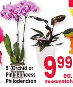 Jewel-Osco 5 Orchid or Pink Princess Philodendron offer