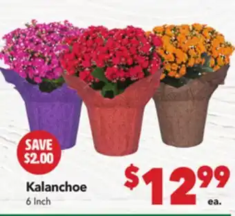Vallarta Supermarkets Kalanchoe offer
