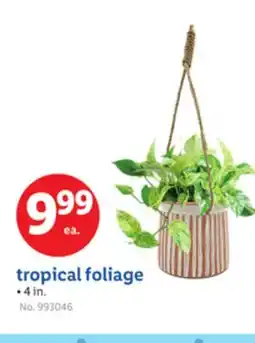 Lidl tropical foliage offer