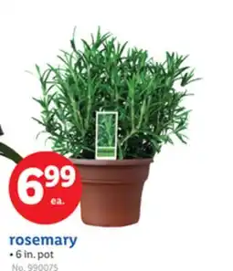Lidl rosemary offer