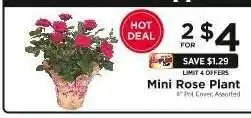 ShopRite Mini Rose Plant offer