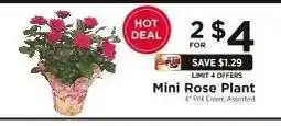 ShopRite Mini Rose Plant offer