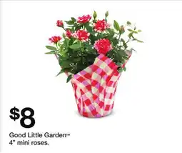 Target Good Little Garden 4 mini roses offer